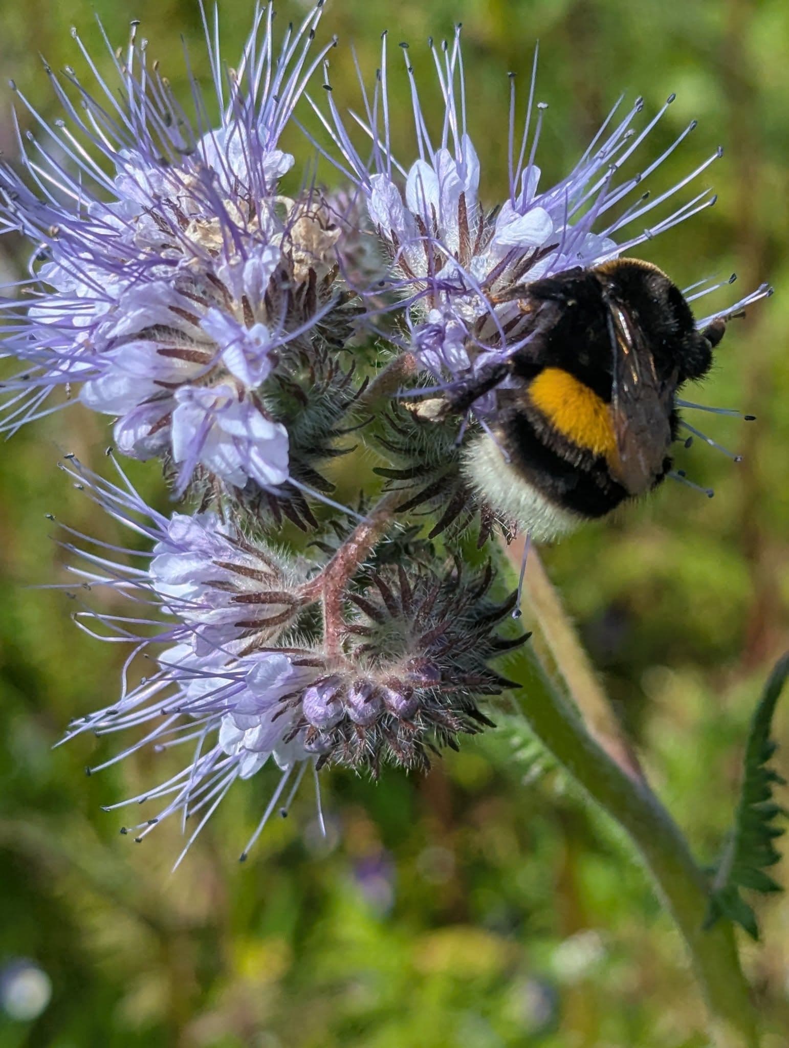 C'est le  printemps, tout le monde dehors! 3