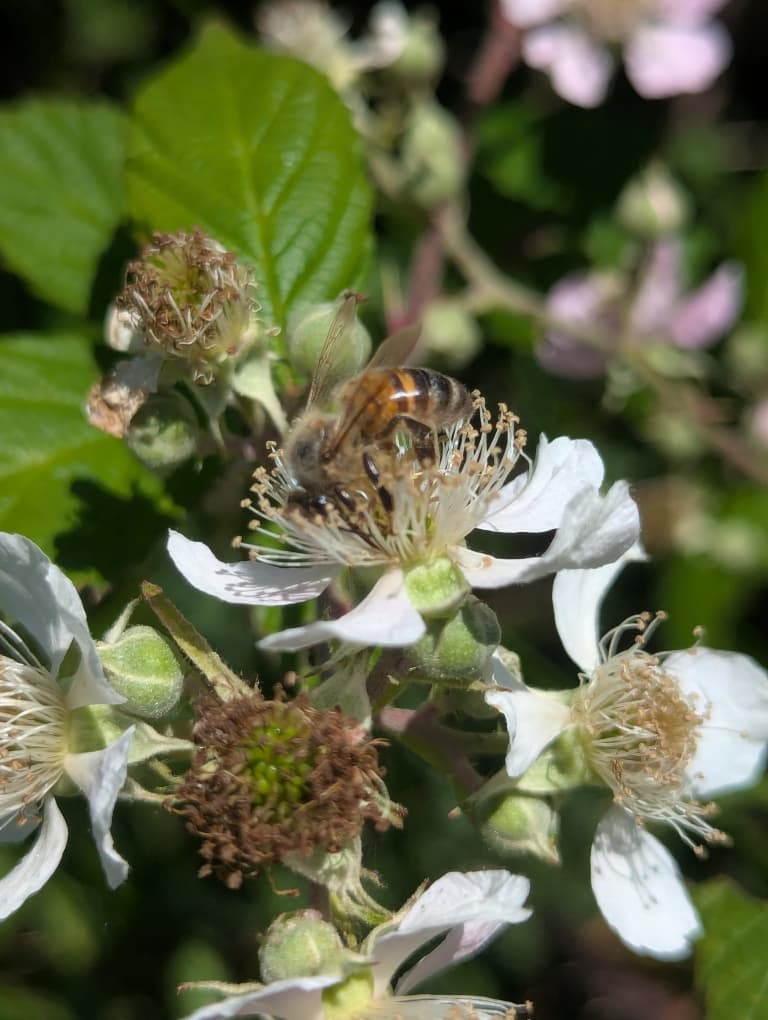 Nos amies, les abeilles ! 2