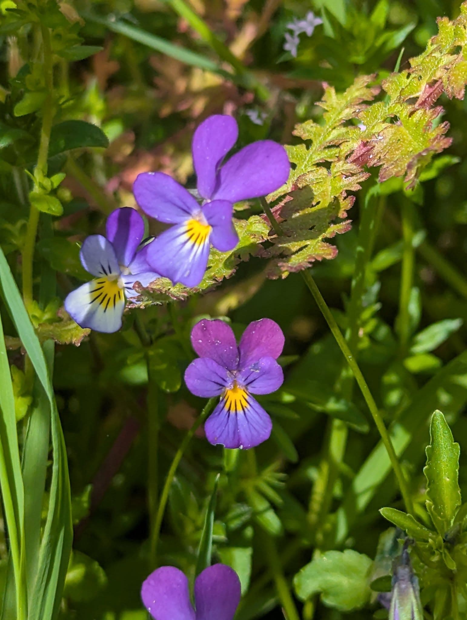 C'est le  printemps, tout le monde dehors! 6
