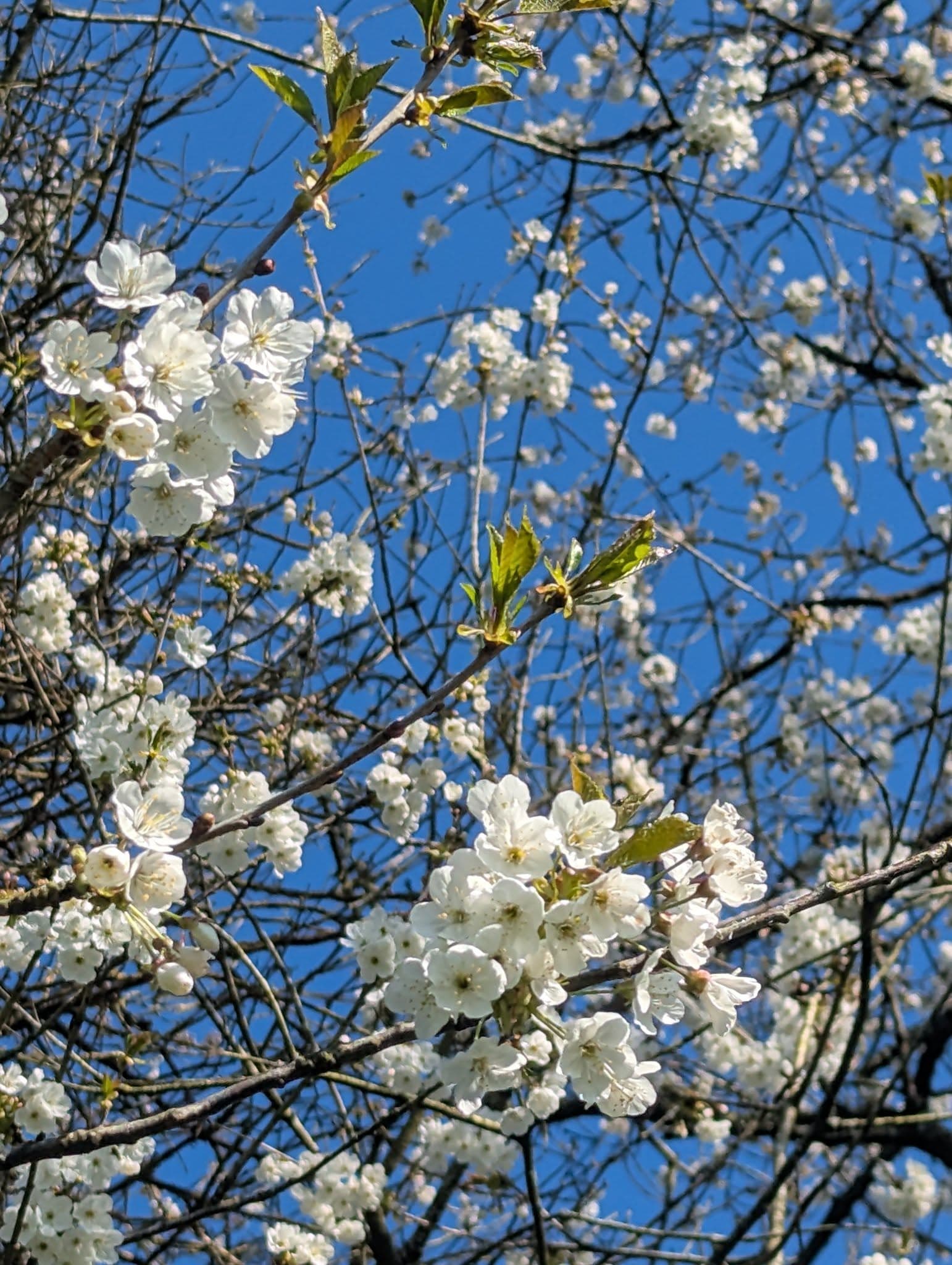C'est le  printemps, tout le monde dehors! 8