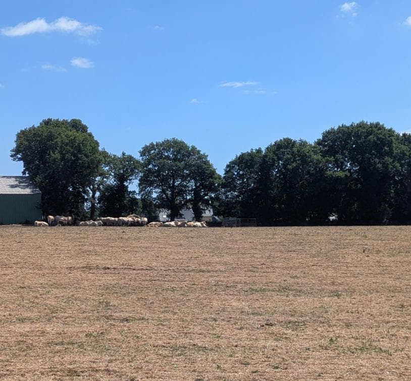 Un été trop chaud et trop sec