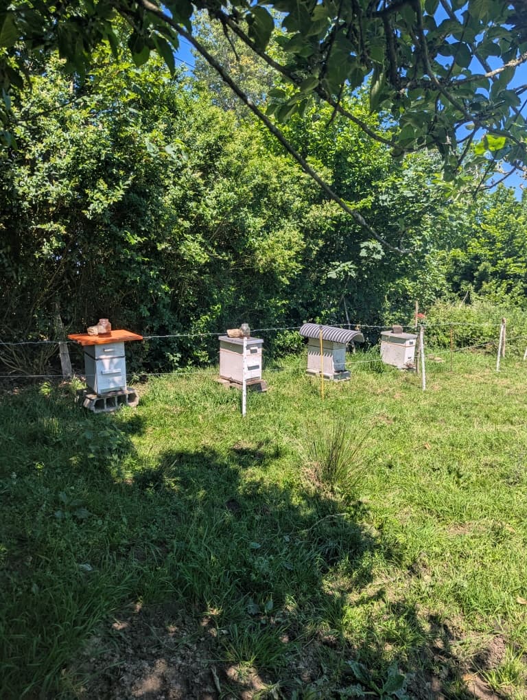 Nos amies, les abeilles ! 4