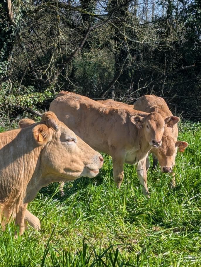 C'est le  printemps, tout le monde dehors!