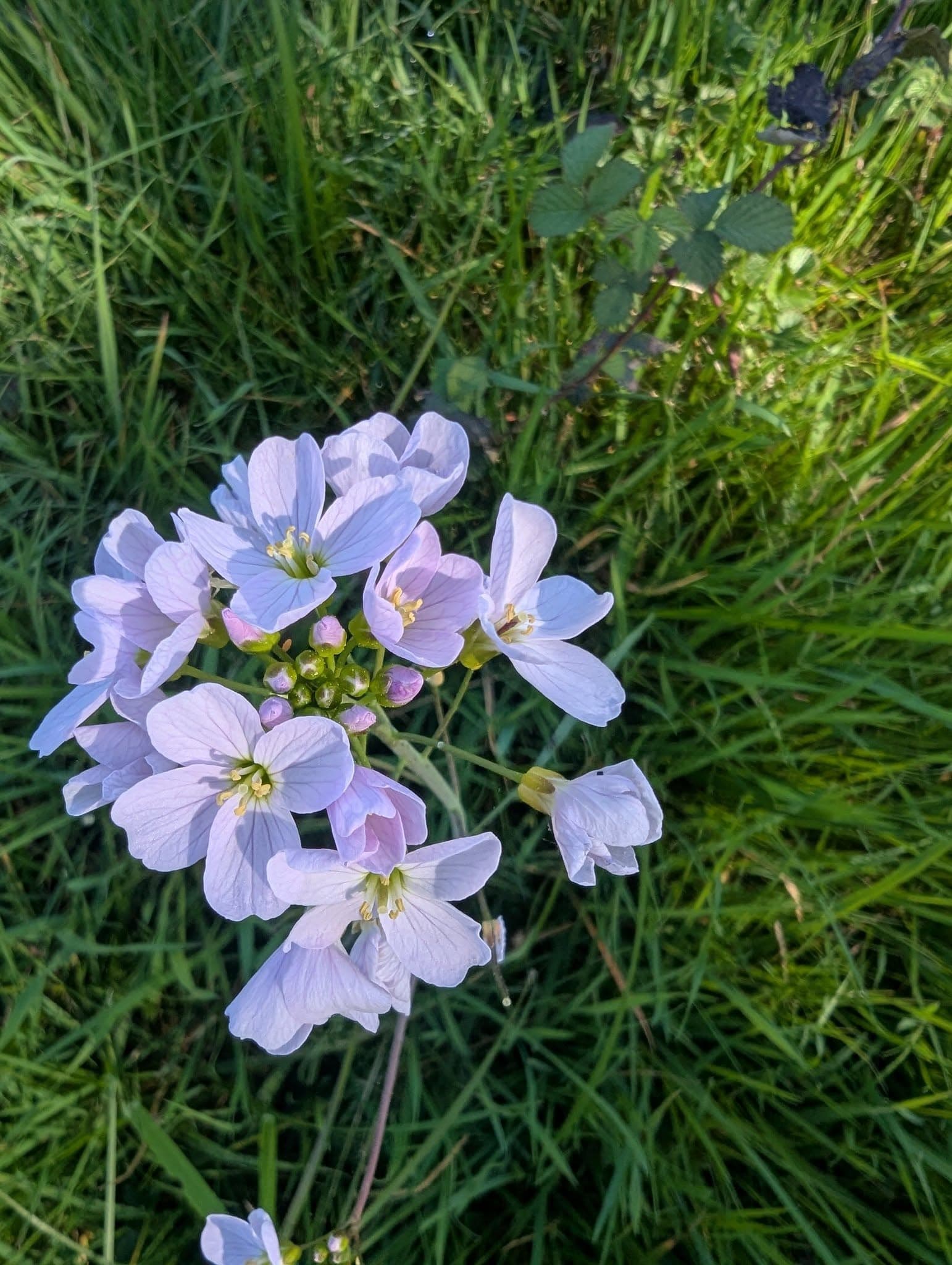 C'est le  printemps, tout le monde dehors! 7
