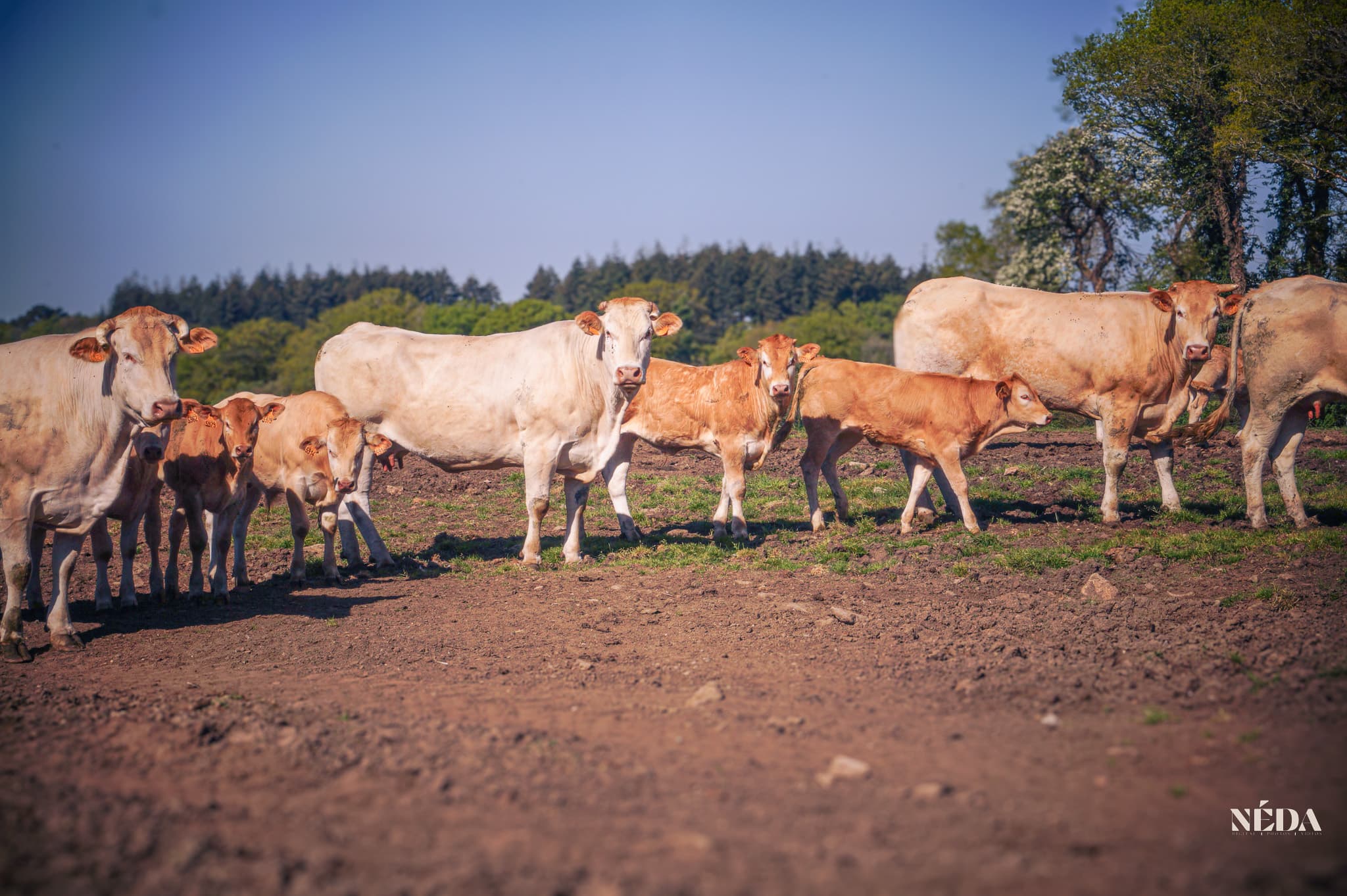 Vaches Blonde d'Aquitaine en prairie
