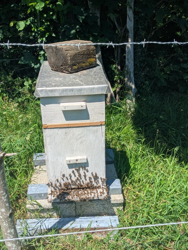 Nos amies, les abeilles !